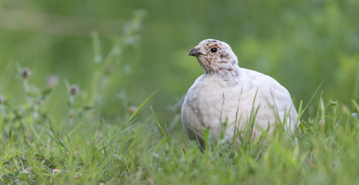 Willow Ptarmigan - ML620110378