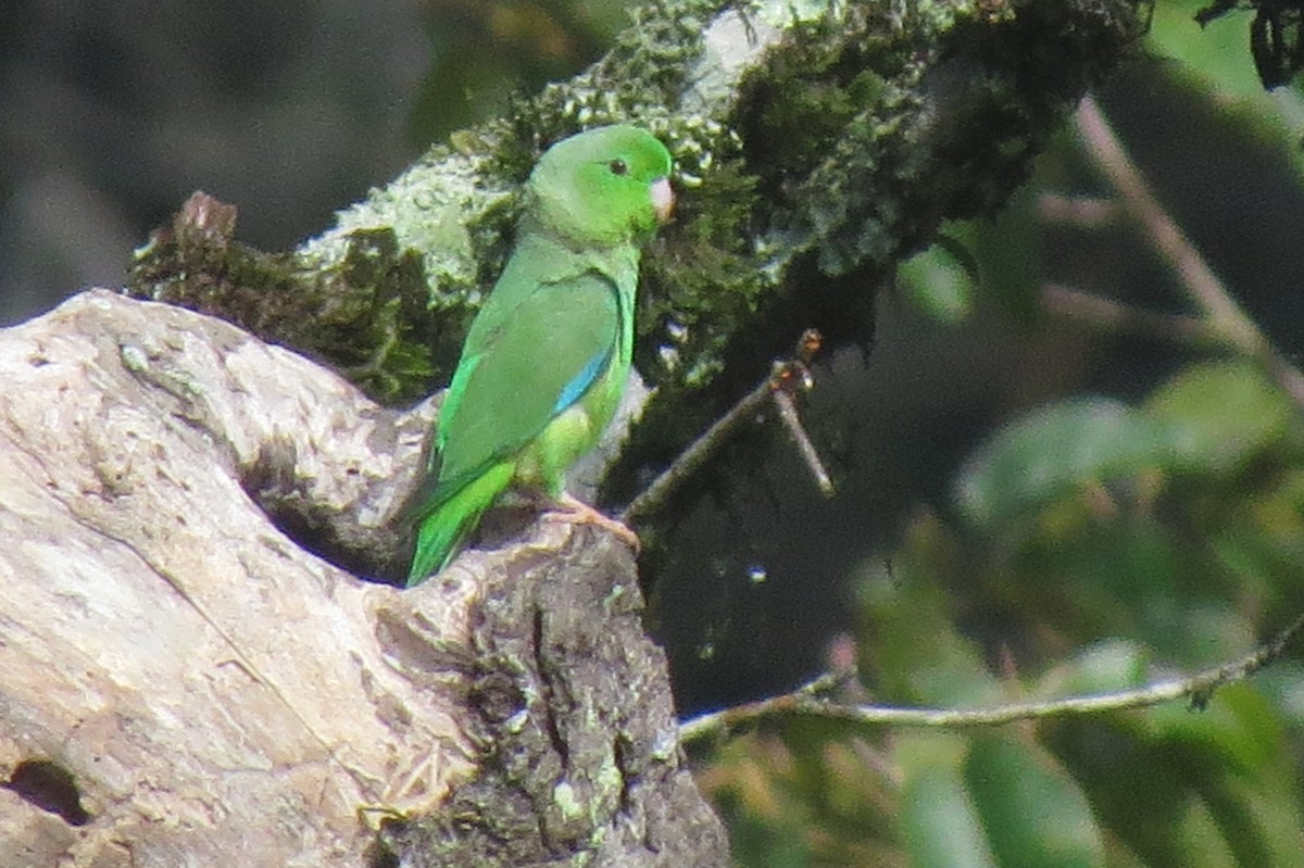 Yeşil Sokumlu Serçe Papağanı - ML620110379