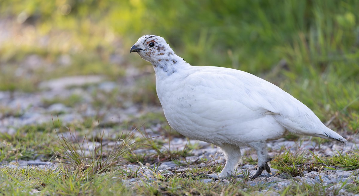 Willow Ptarmigan - ML620110381