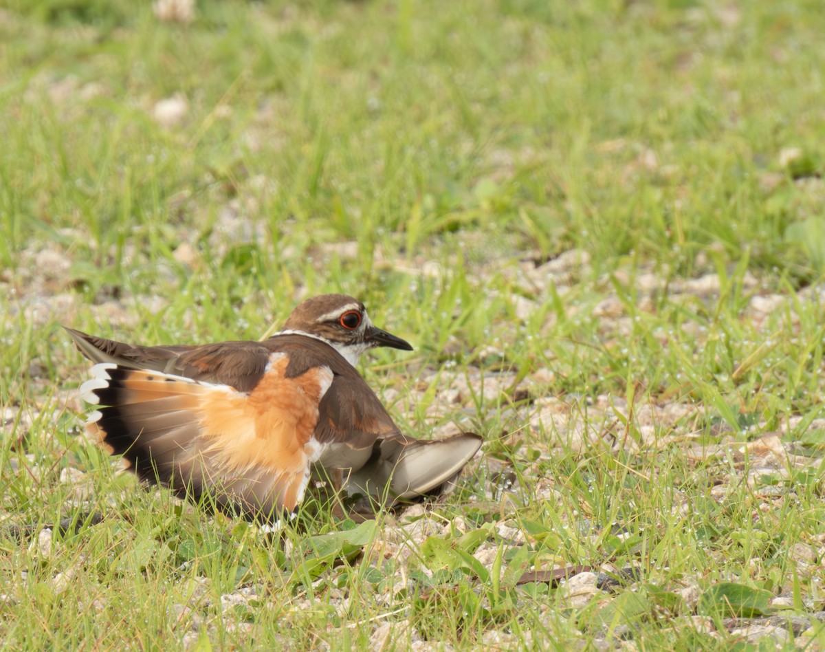 Killdeer - ML620110382