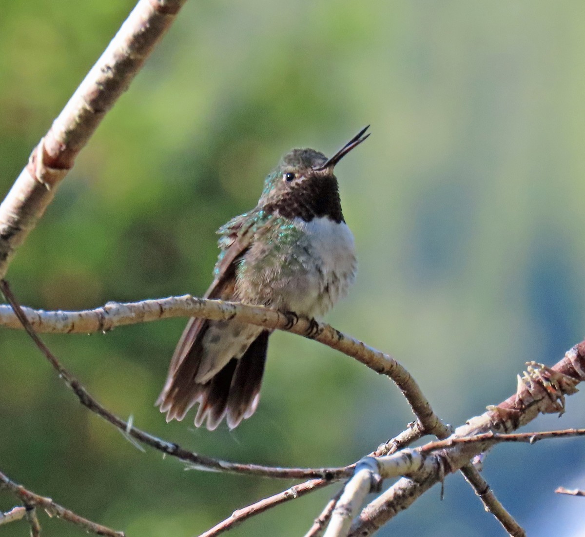 Broad-tailed Hummingbird - ML620110394