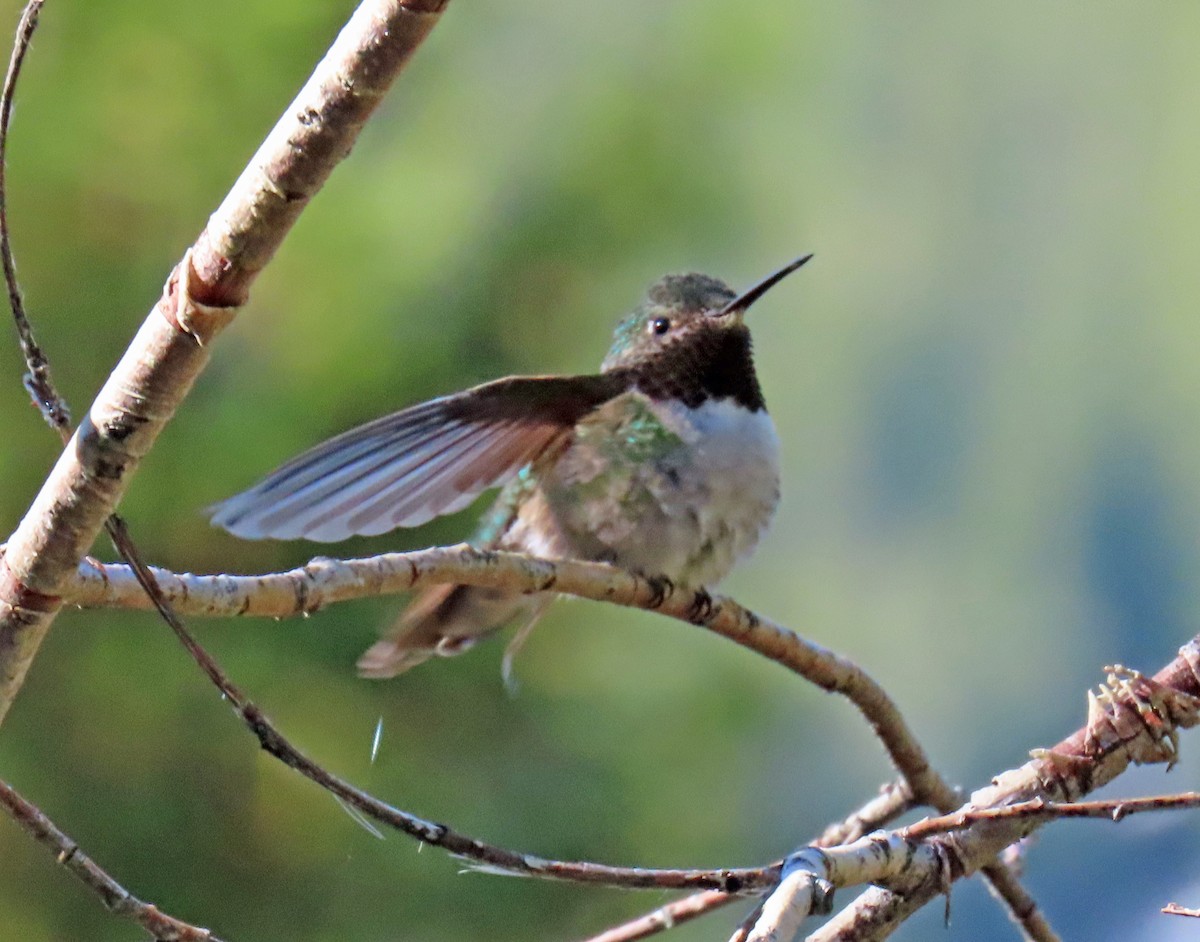 Broad-tailed Hummingbird - ML620110395