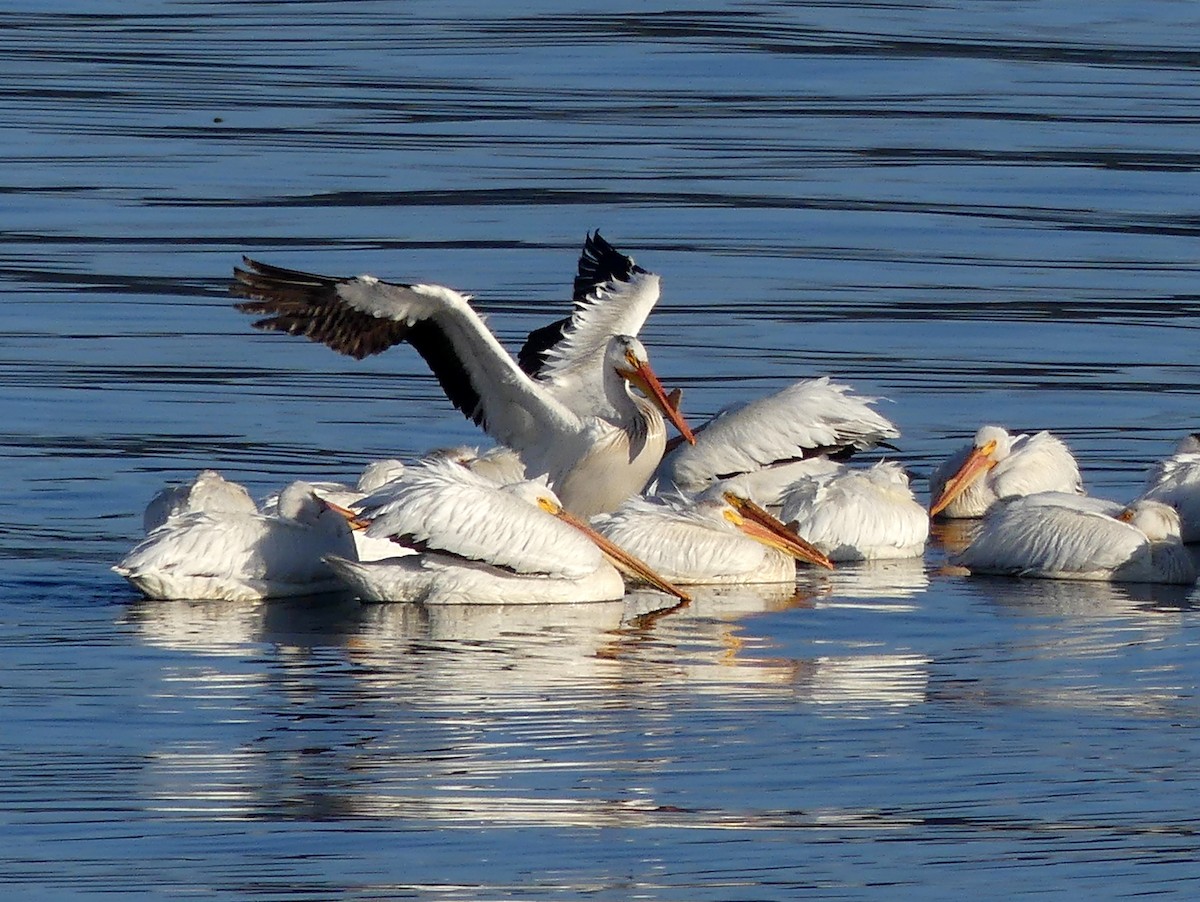 pelikán severoamerický - ML620110396
