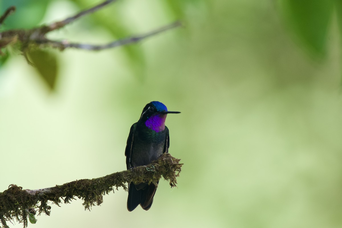 Purple-throated Mountain-gem - ML620110402