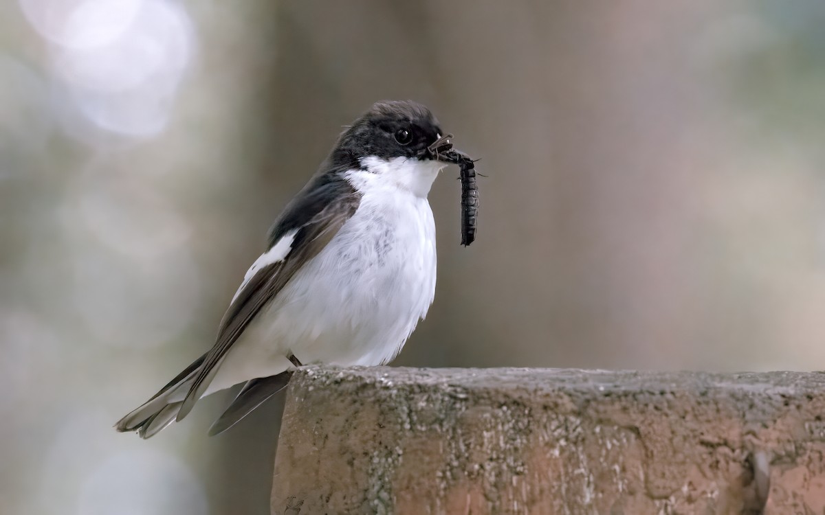 European Pied Flycatcher - ML620110412