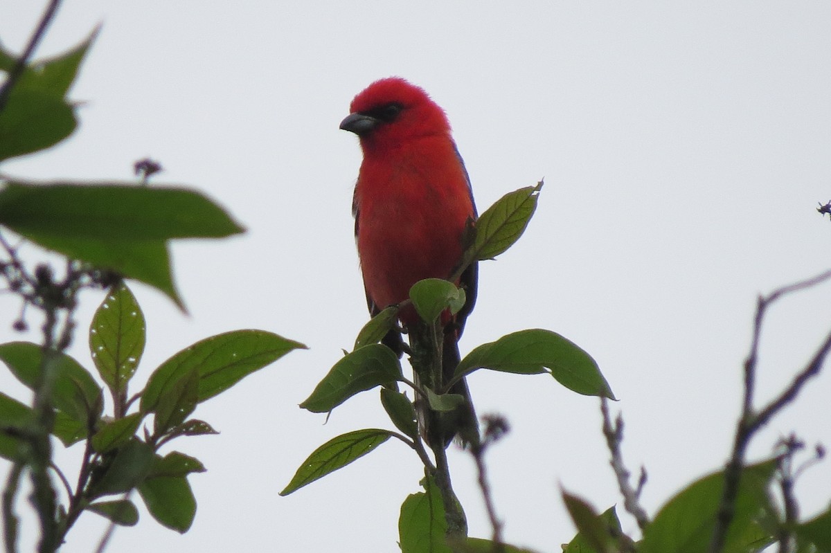 White-winged Tanager - ML620110417