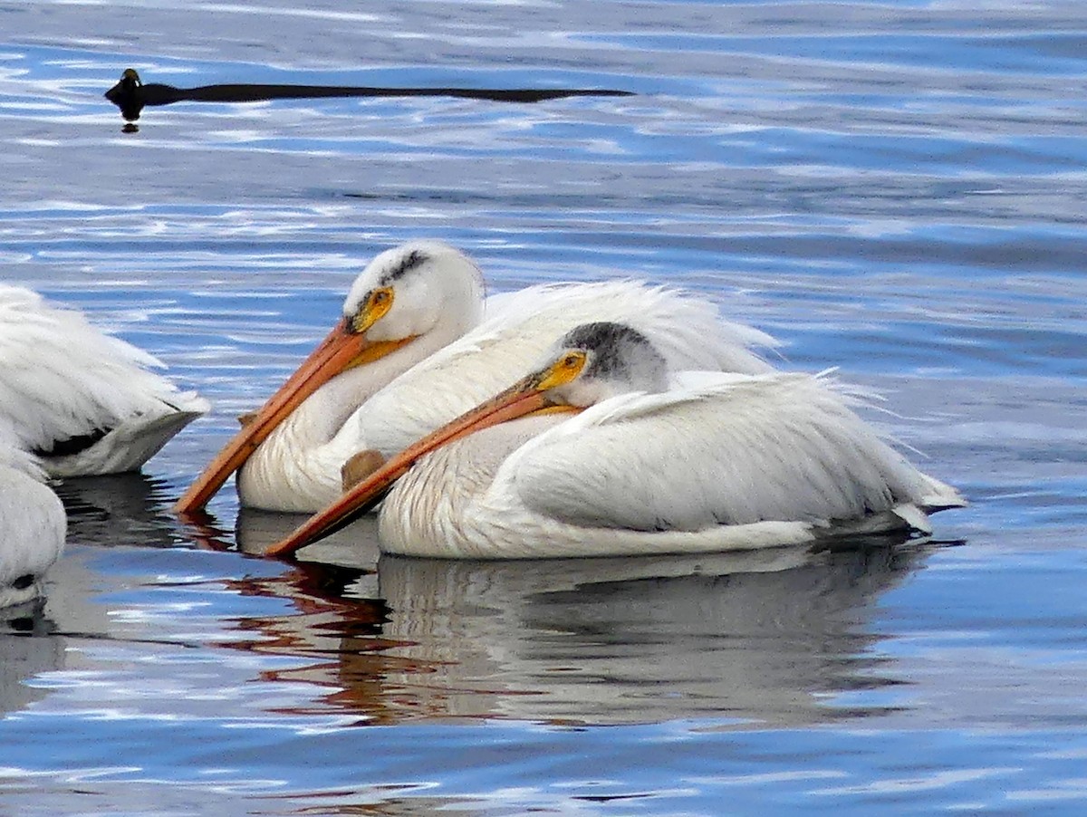 American White Pelican - ML620110423