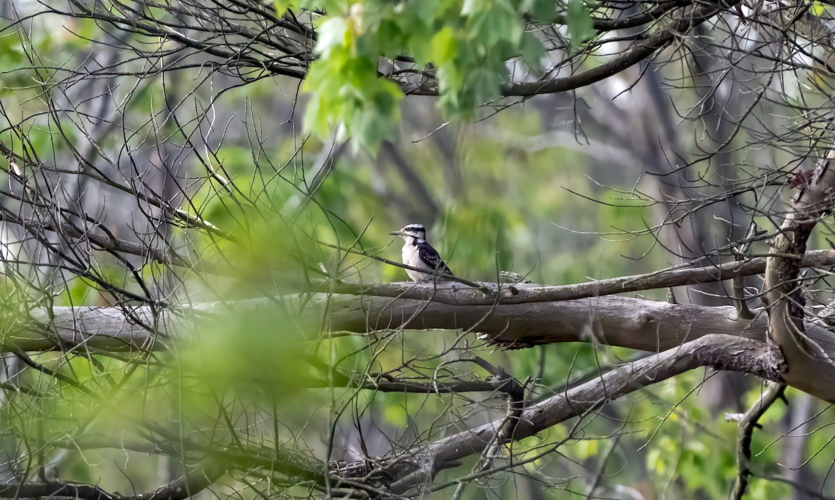 Hairy Woodpecker - ML620110424