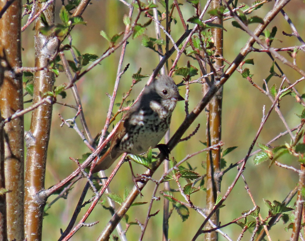 Fox Sparrow - ML620110433