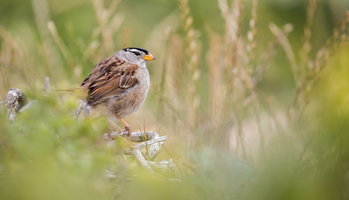 White-crowned Sparrow (nuttalli) - Michael Long