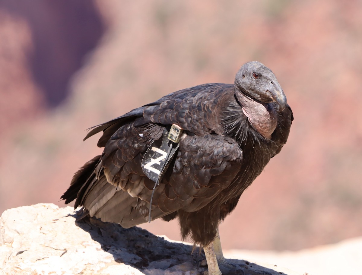 Condor de Californie - ML620110438