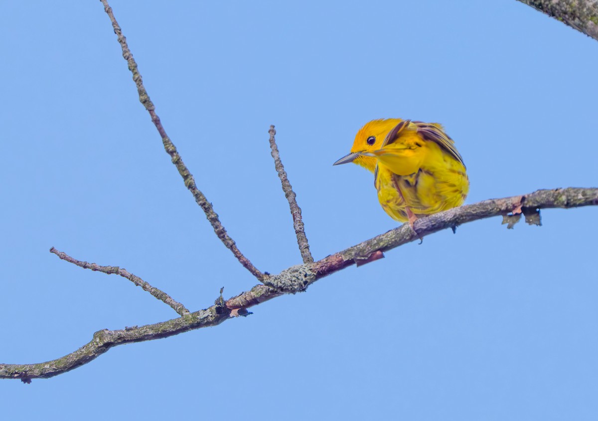 Yellow Warbler - ML620110442