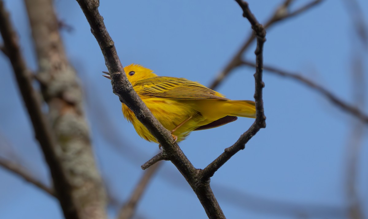 Yellow Warbler - ML620110443