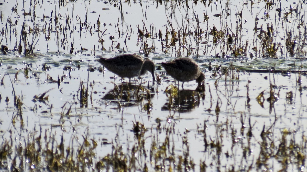 Long-billed Dowitcher - ML620110457