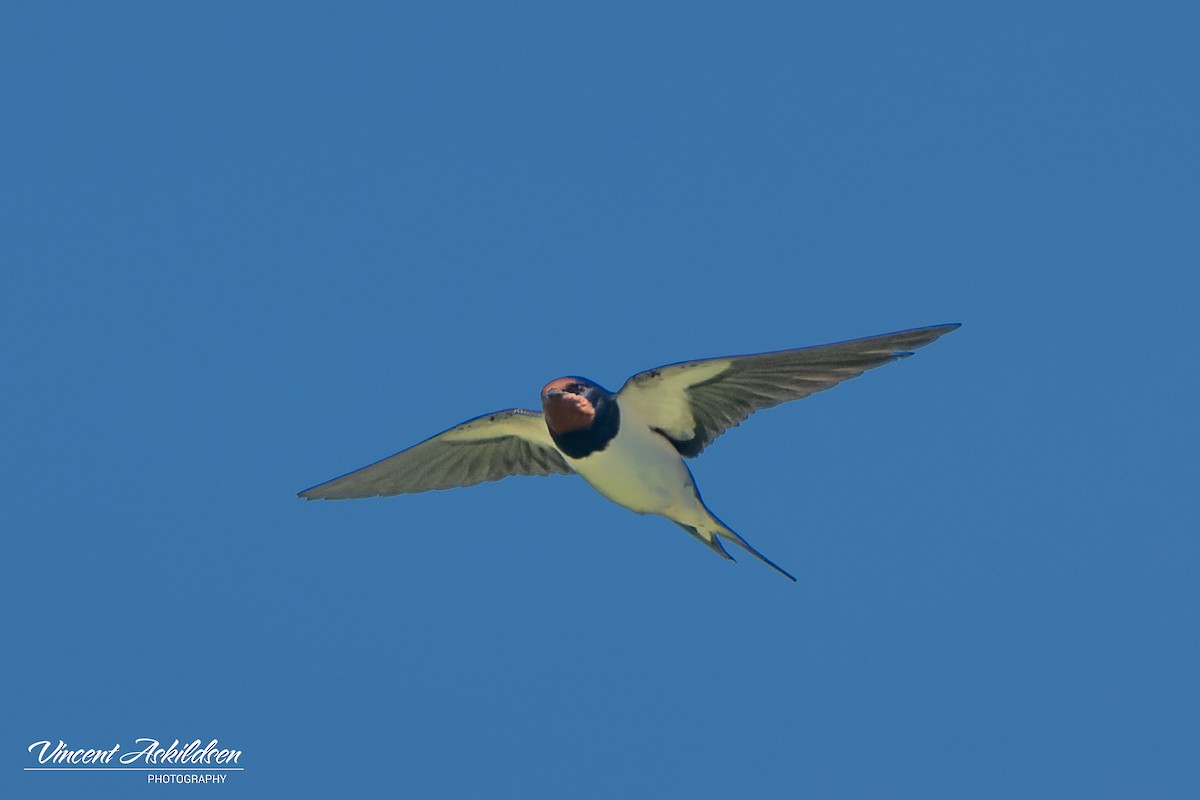 Barn Swallow - ML620110458