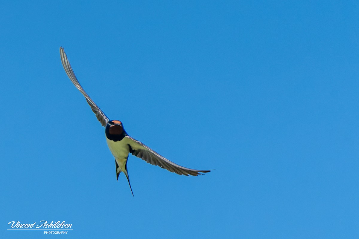 Barn Swallow - ML620110459