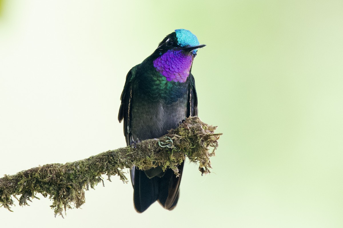 Purple-throated Mountain-gem - ML620110465