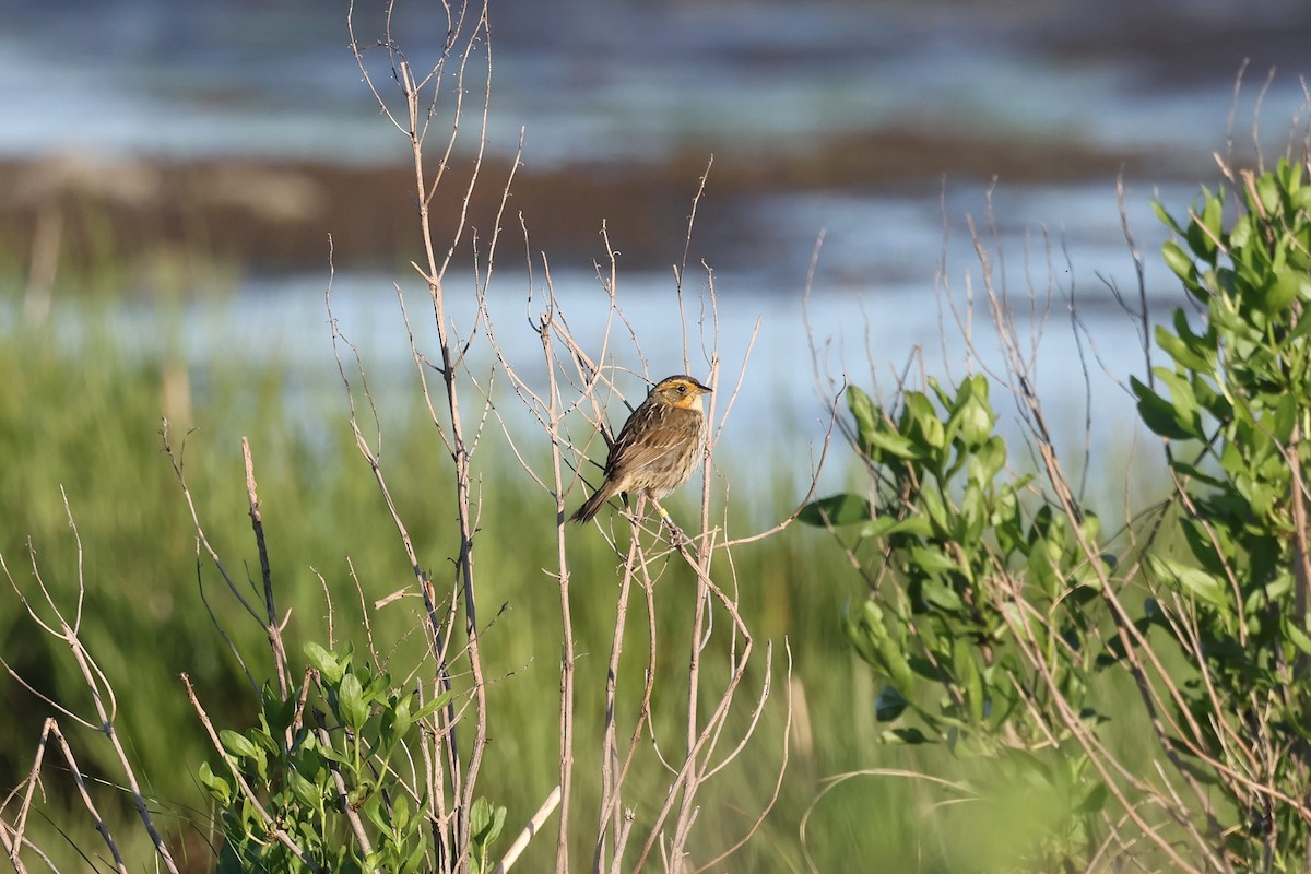 Saltmarsh Sparrow - ML620110466