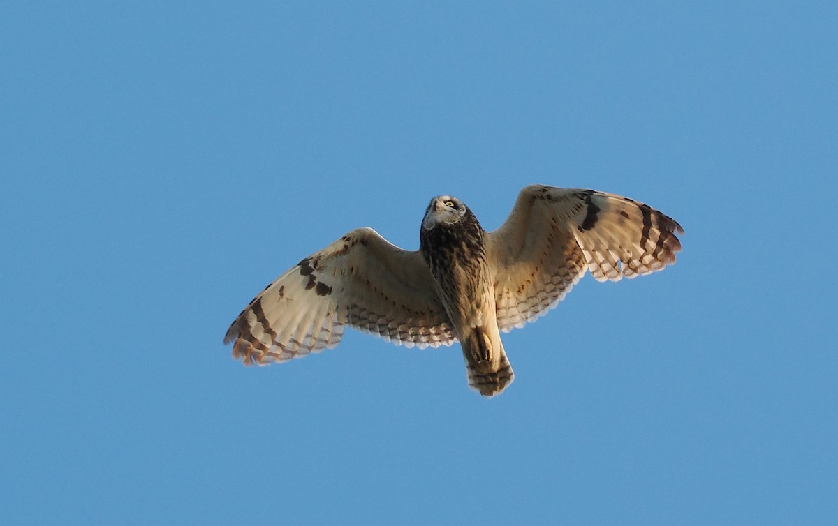 Short-eared Owl - ML620110468