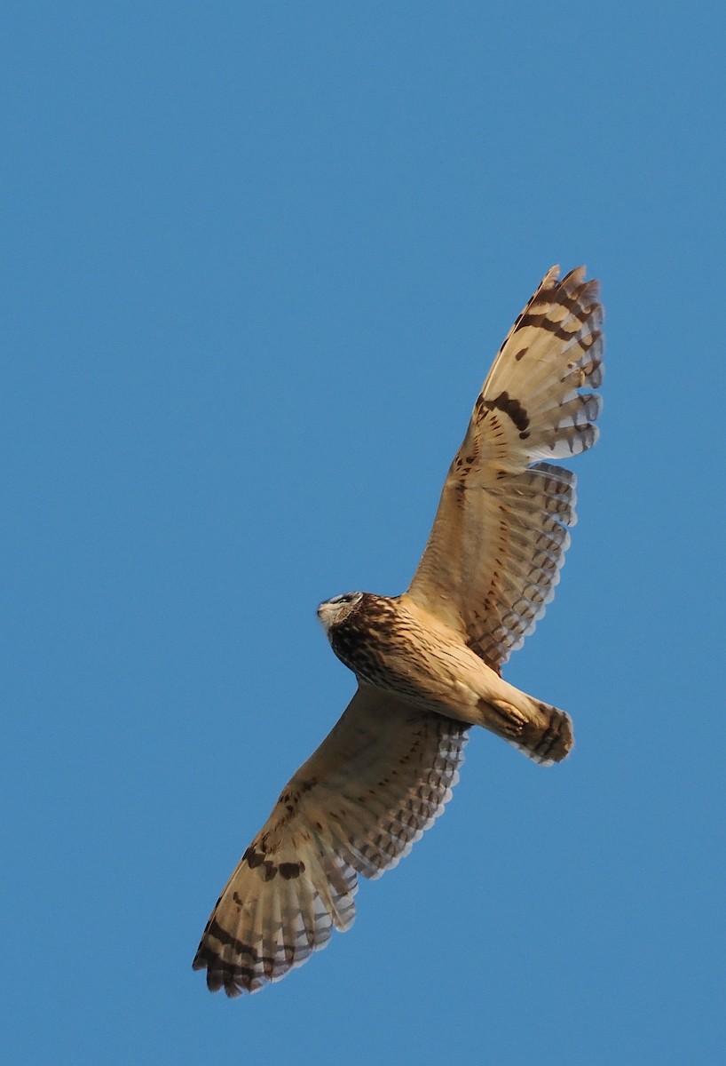 Short-eared Owl - ML620110470