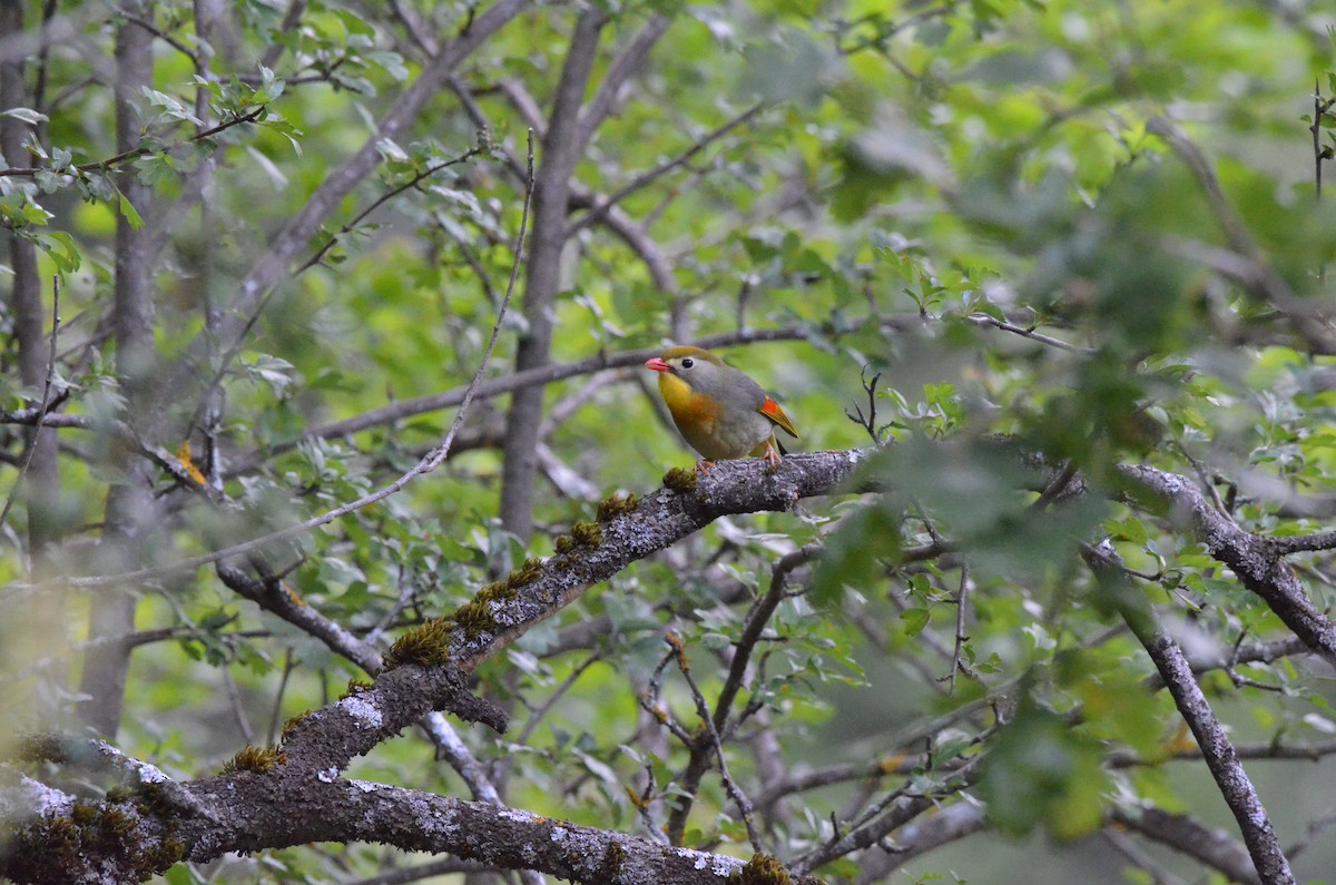 Red-billed Leiothrix - ML620110481