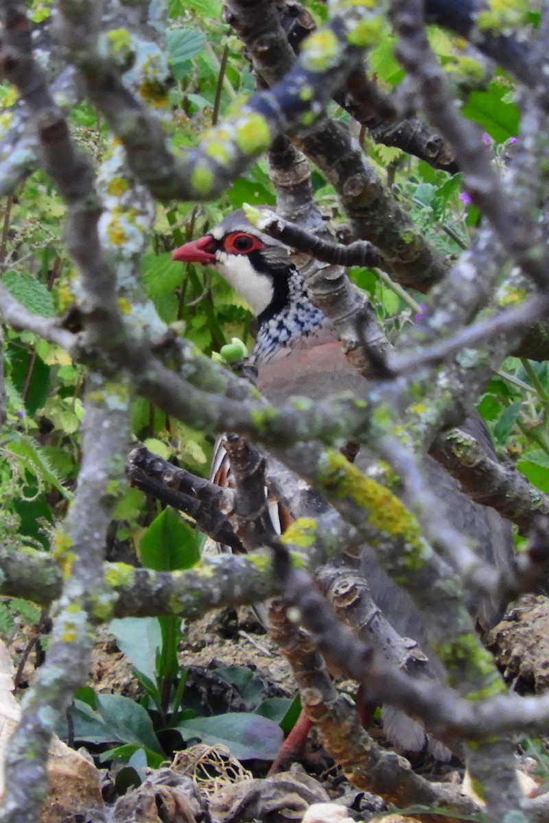 Red-legged Partridge - ML620110483