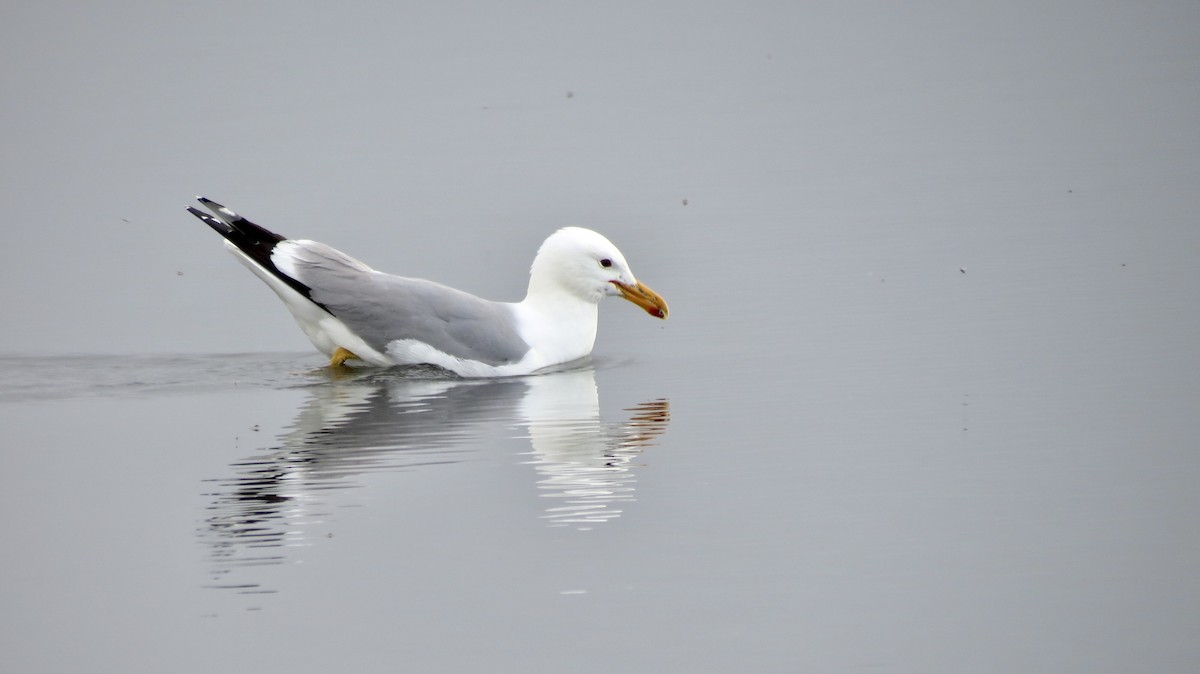 California Gull - ML620110490