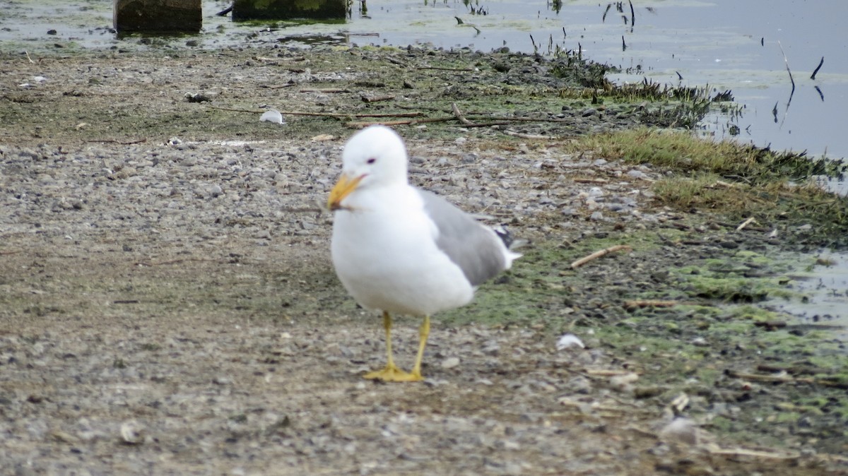 California Gull - ML620110491