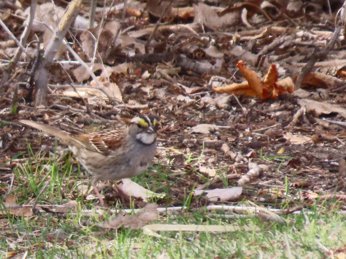 White-throated Sparrow - ML620110494