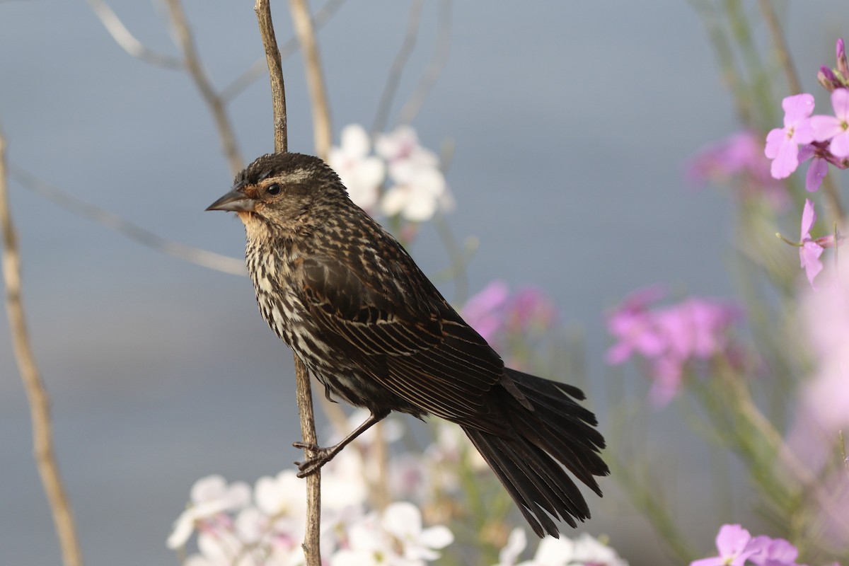 Red-winged Blackbird - ML620110499