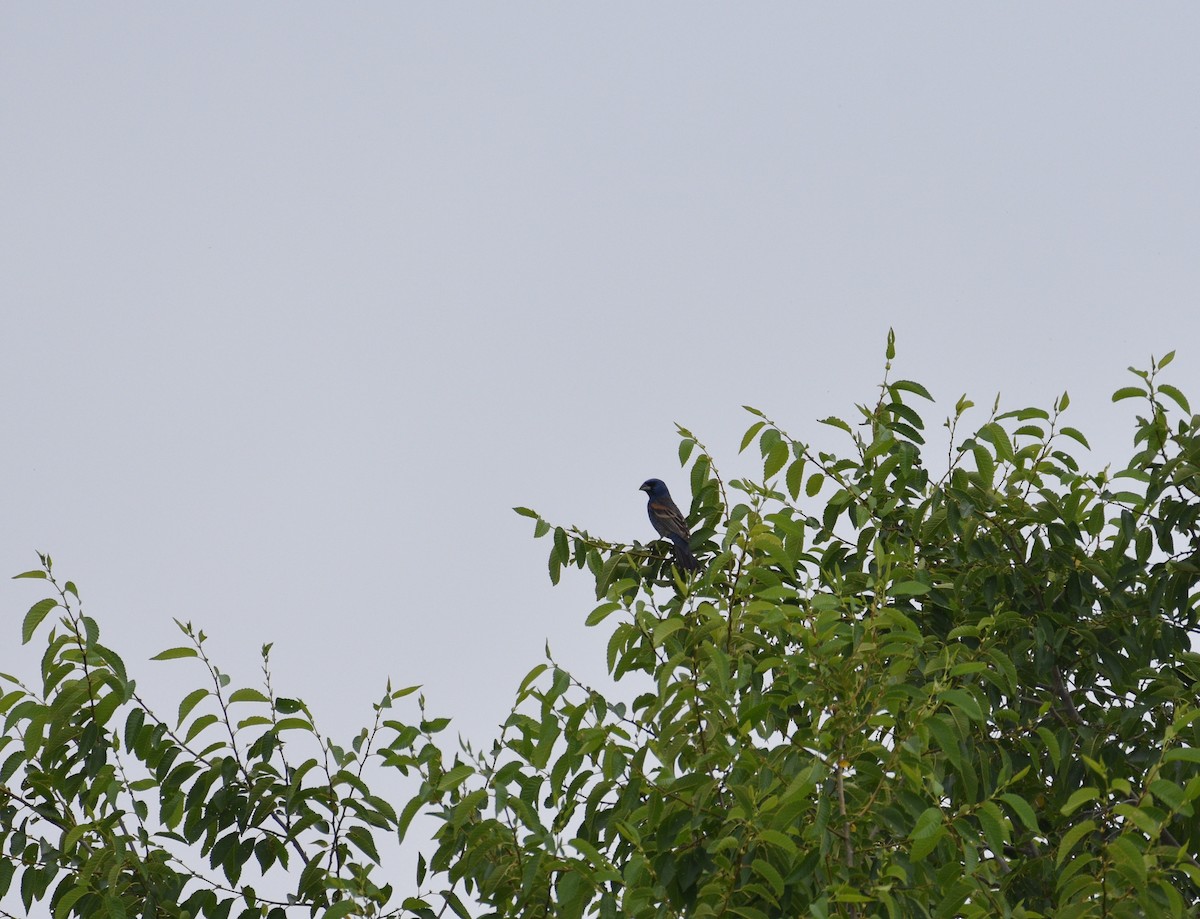 Guiraca bleu - ML620110503