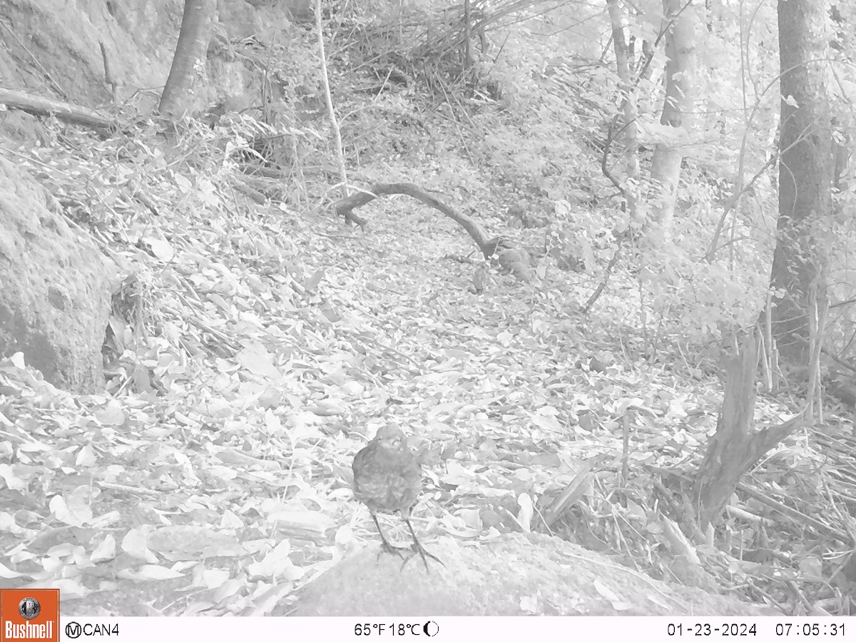 Schwarzkehltapaculo - ML620110504