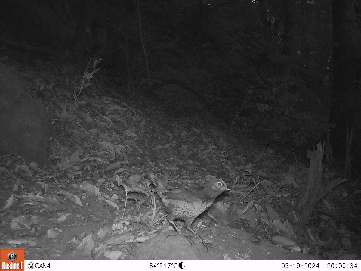 Schwarzkehltapaculo - ML620110507