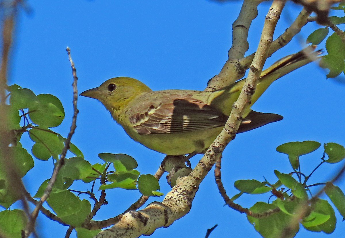 Western Tanager - ML620110509