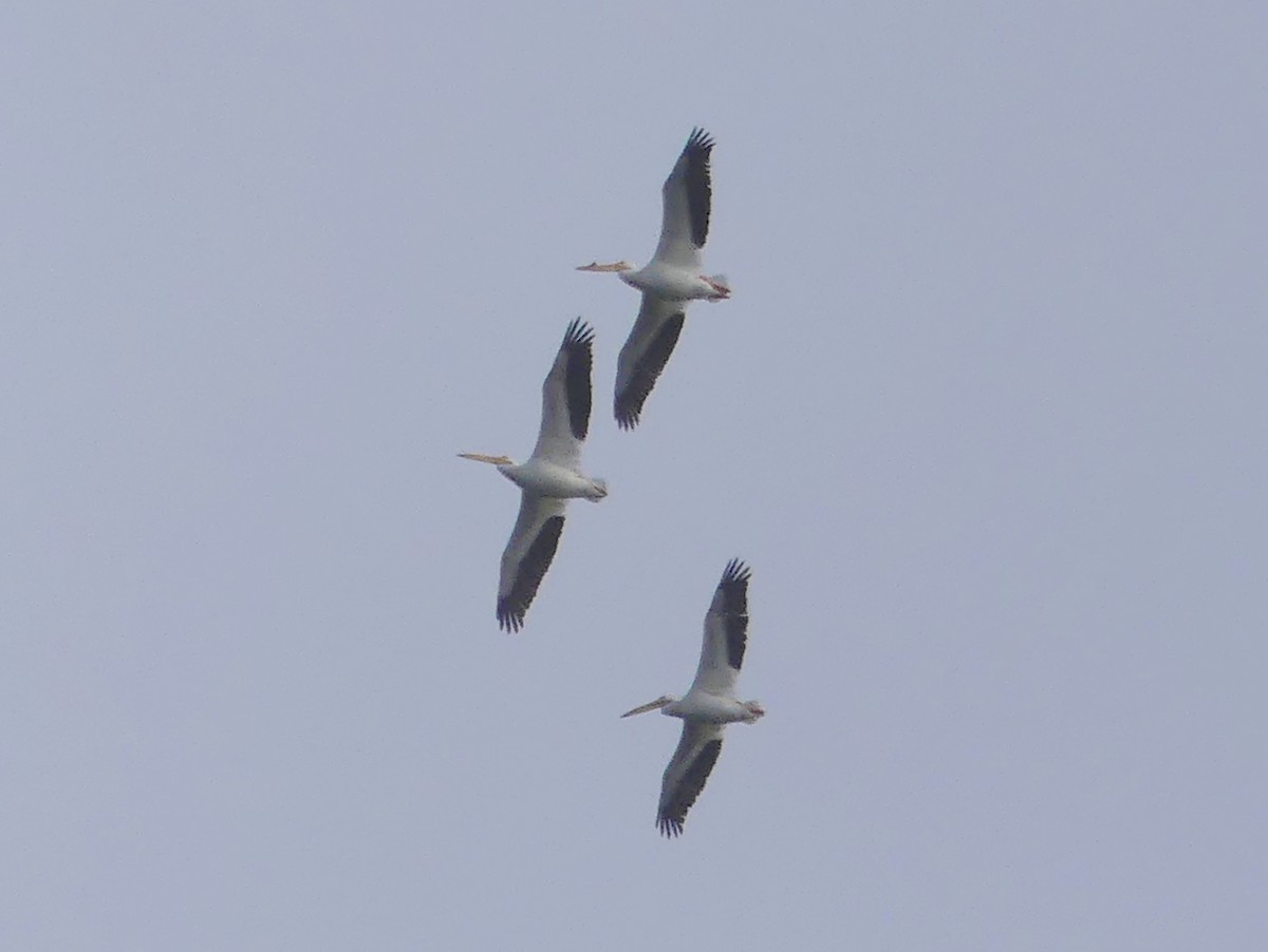 pelikán severoamerický - ML620110511