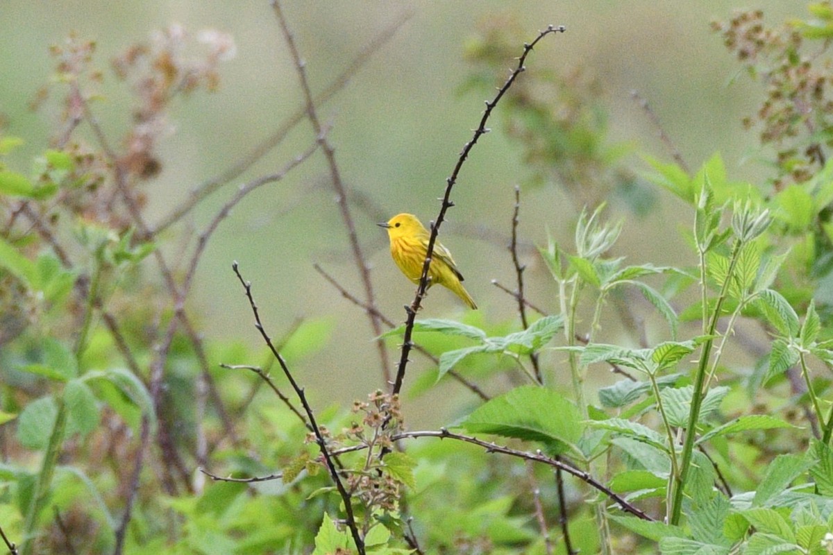 Paruline jaune - ML620110512