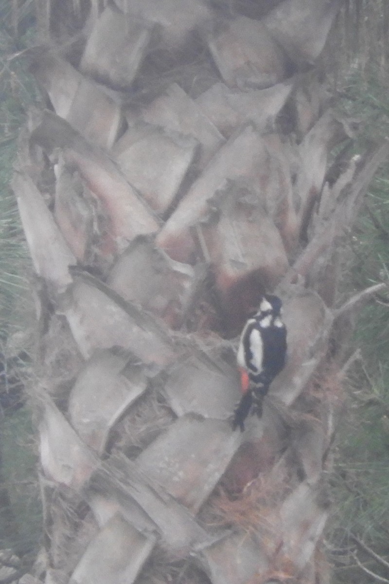 Great Spotted Woodpecker - ML620110519
