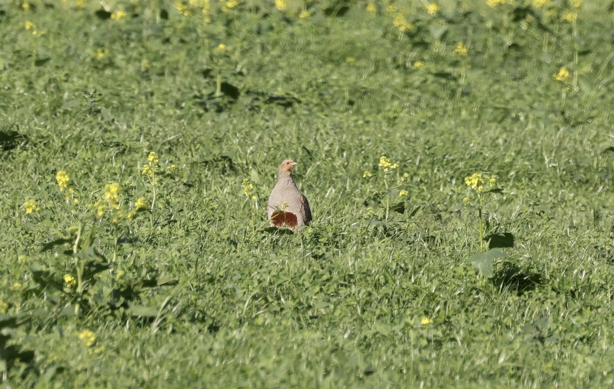 Gray Partridge - ML620110521