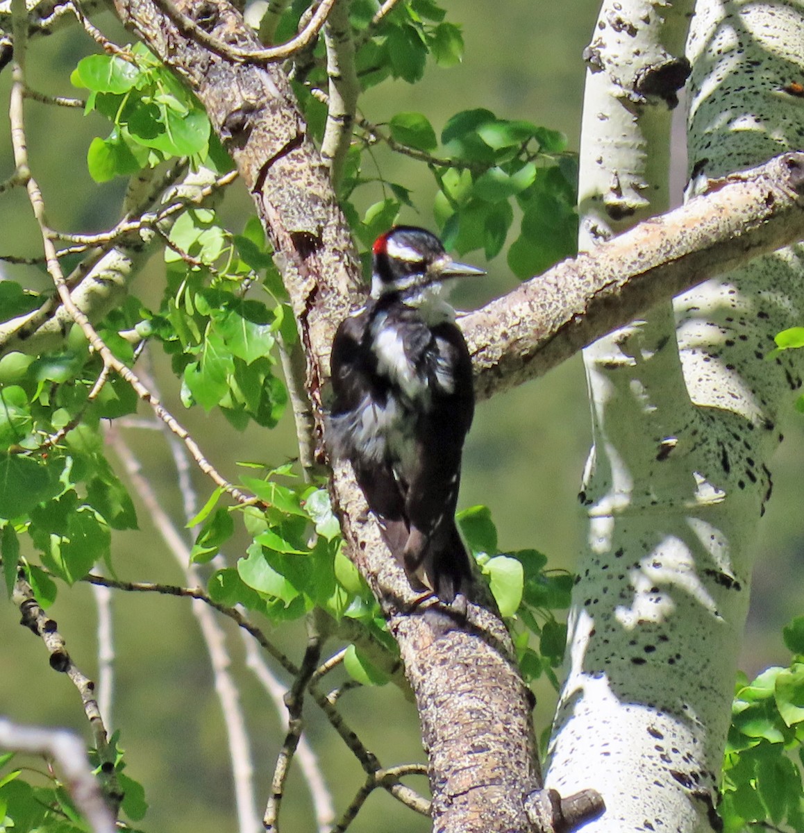 Hairy Woodpecker - ML620110530