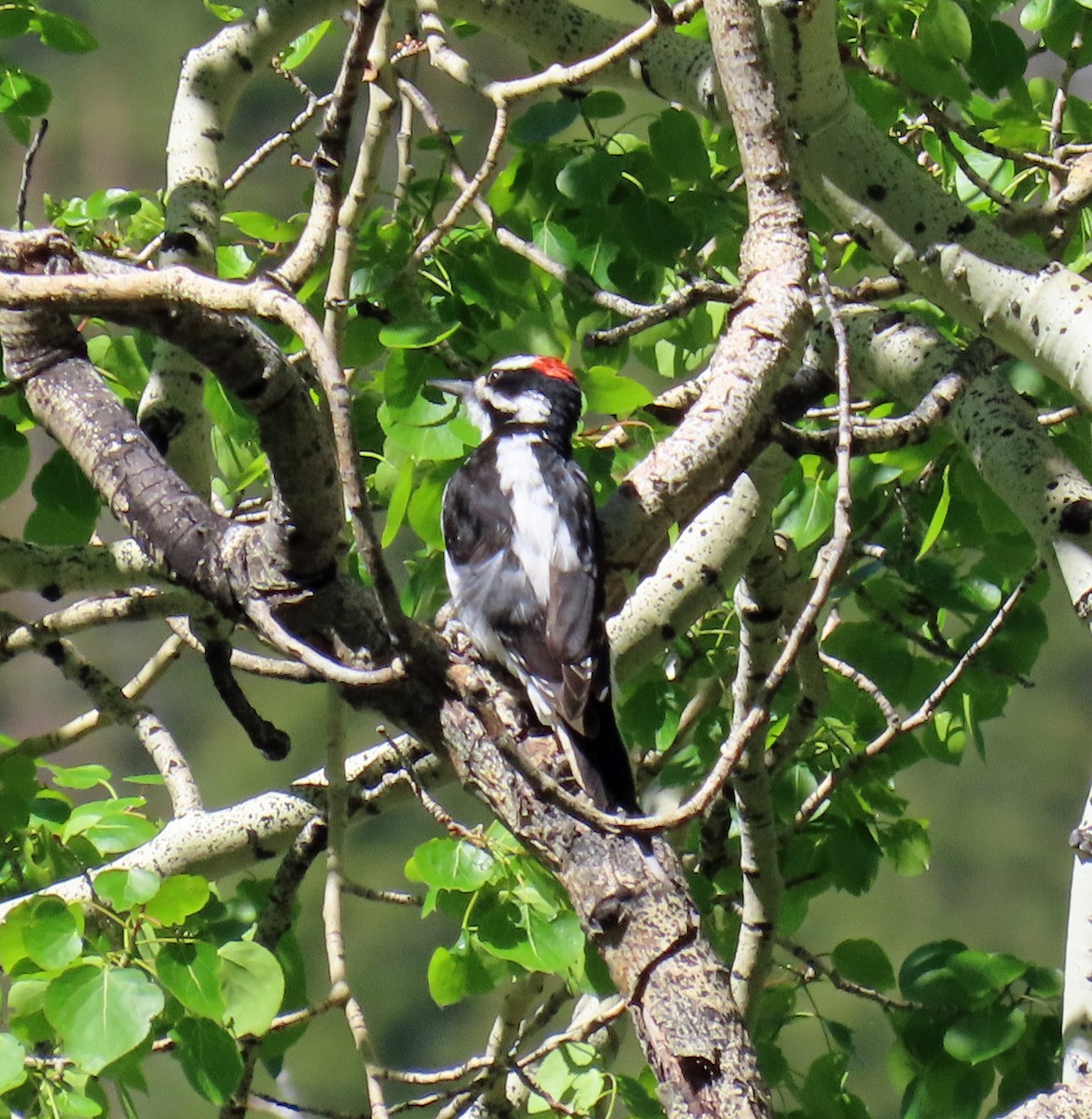 Hairy Woodpecker - ML620110531
