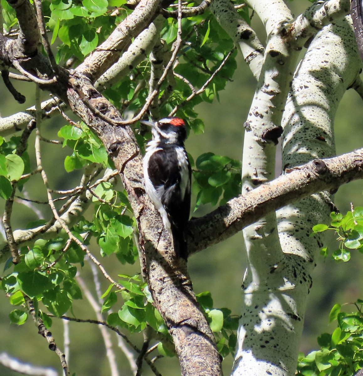 Hairy Woodpecker - ML620110532