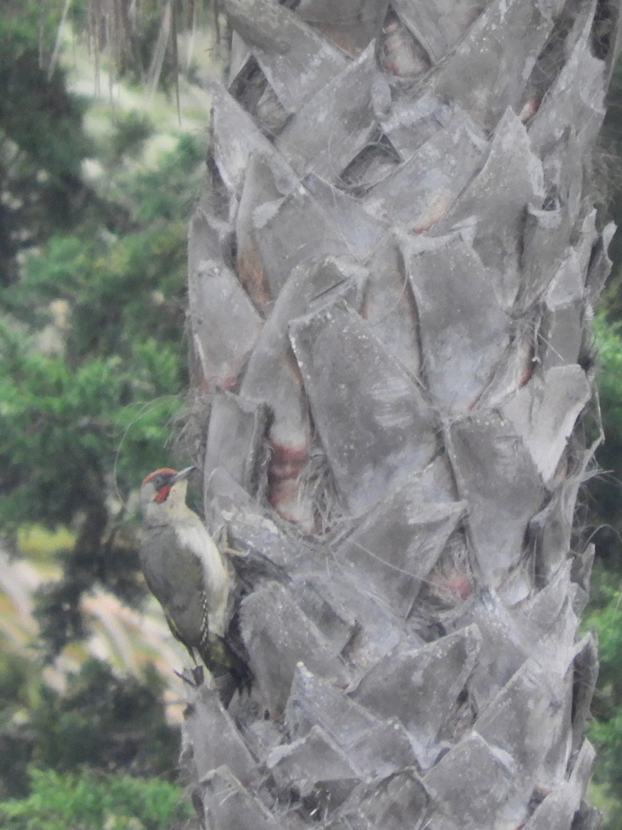 Iberian Green Woodpecker - ML620110536