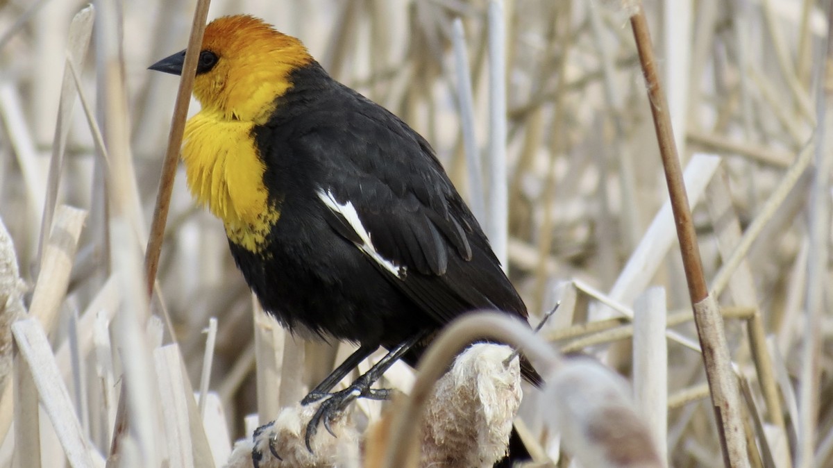 Yellow-headed Blackbird - ML620110541
