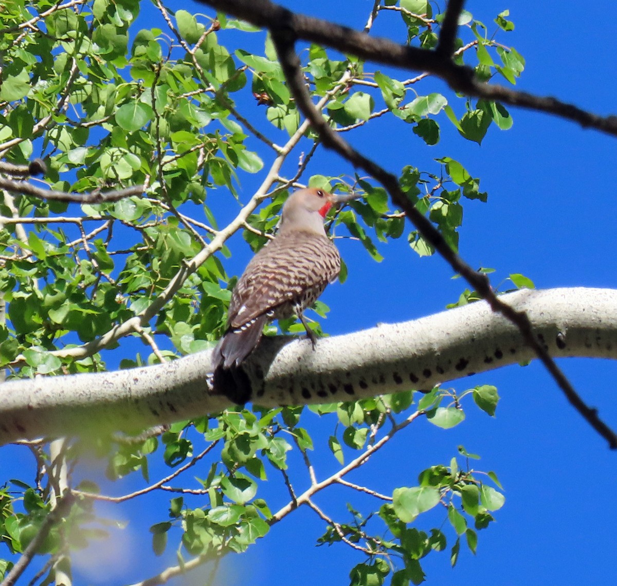 Northern Flicker (Red-shafted) - ML620110543