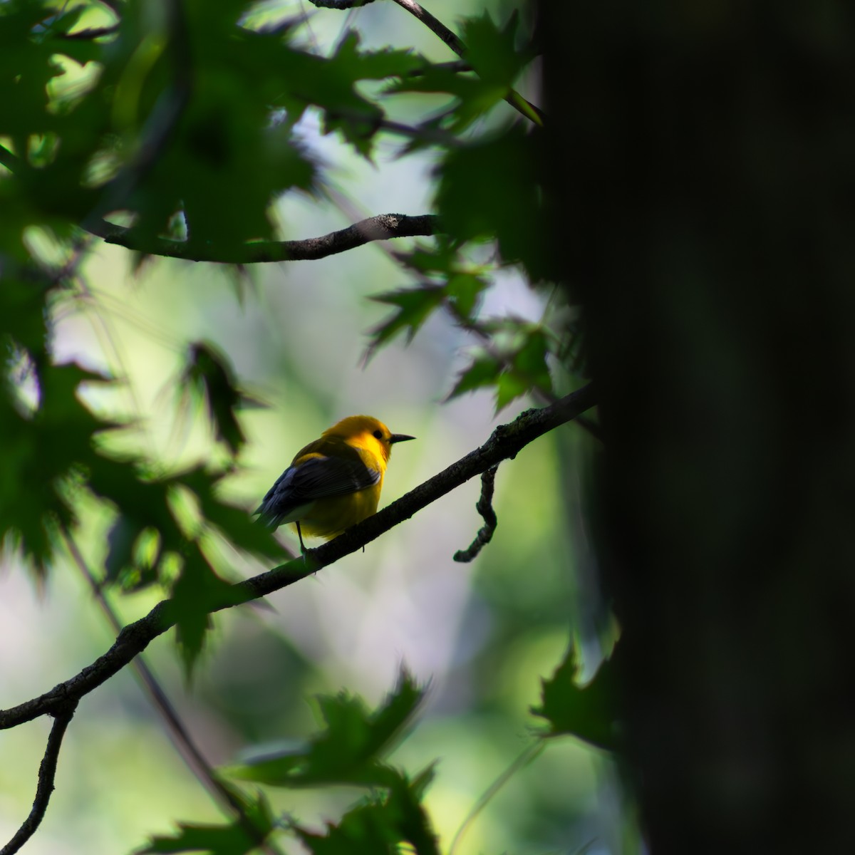 Prothonotary Warbler - ML620110545