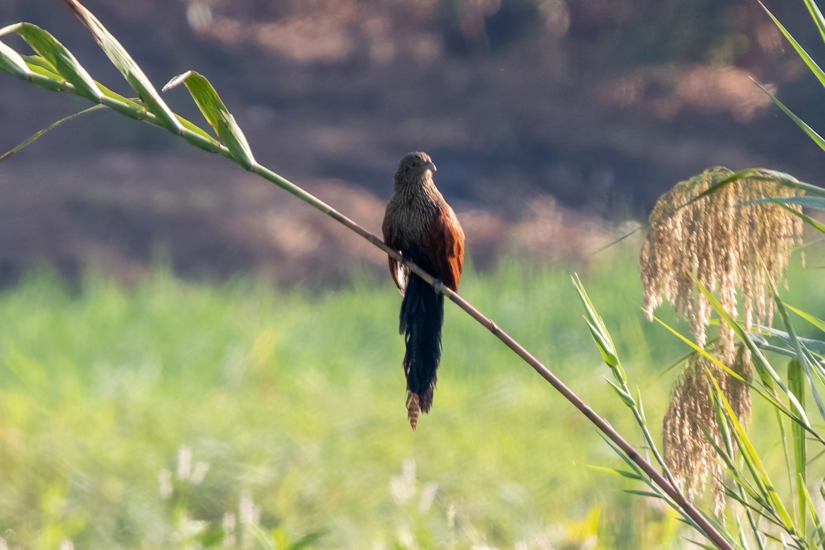 Malagasy Coucal - ML620110549
