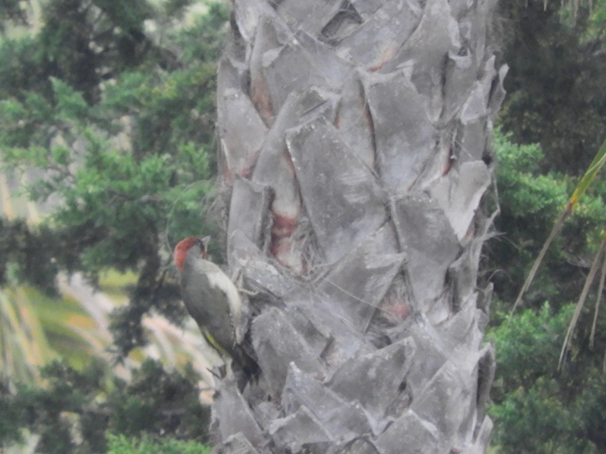 Iberian Green Woodpecker - ML620110551