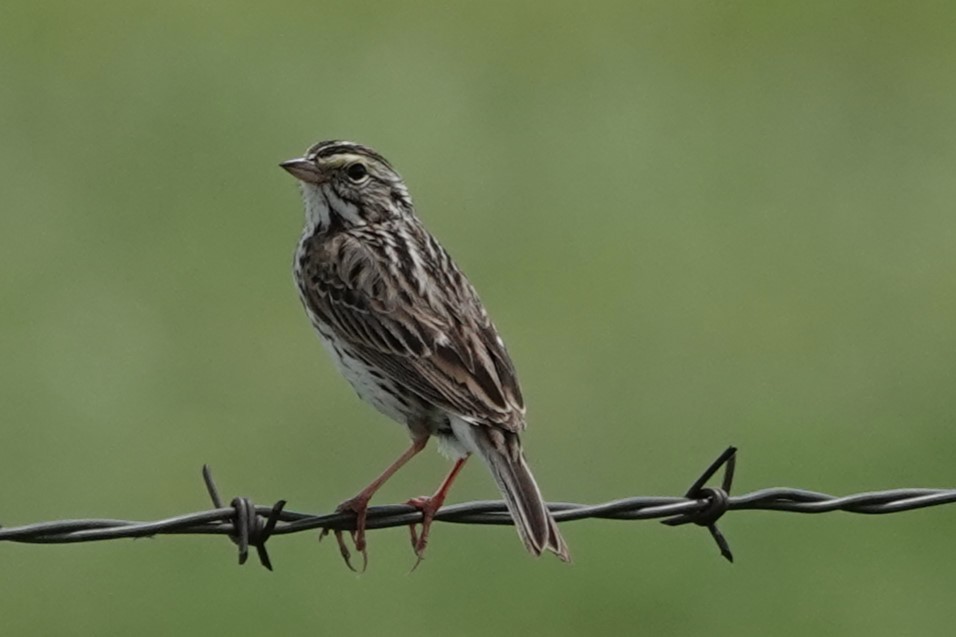 Savannah Sparrow - ML620110552