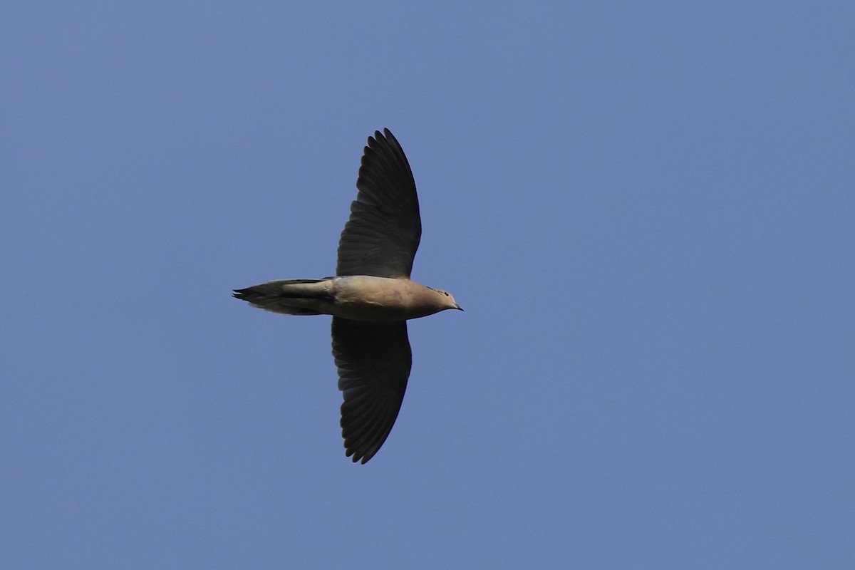 Mourning Dove - ML620110553