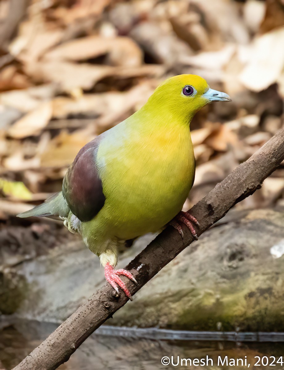 Wedge-tailed Green-Pigeon - ML620110554